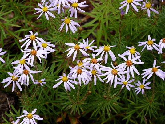 {Ionactis linariifolia}